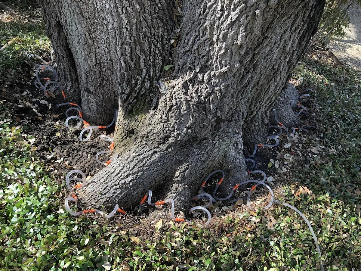 Detailed Tree Cabling and Bracing job site in Holly