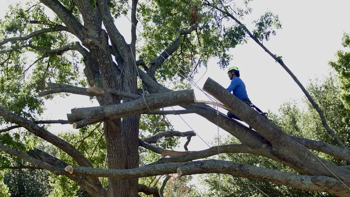 Professional Hazardous Tree Removal performed by certified arborists in Holly