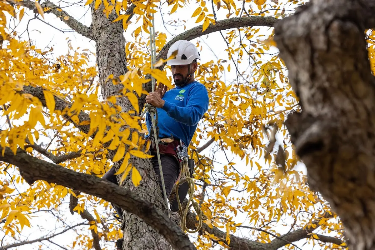 Skilled Tree Transplanting crew working in Holly