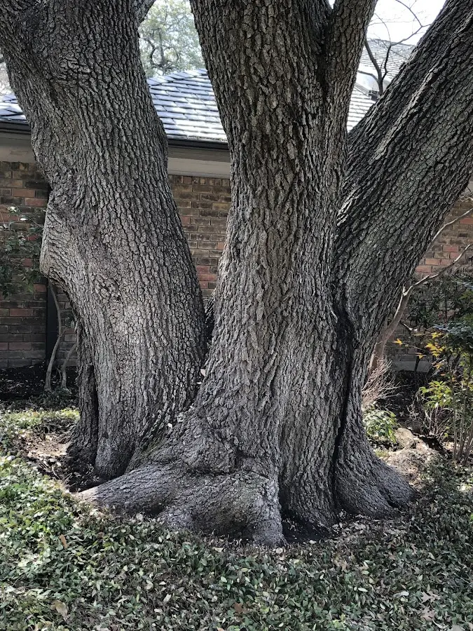 Mature heritage tree close to a Holly property cared for by certified arborists